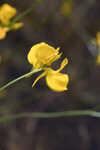 Horned bladderwort